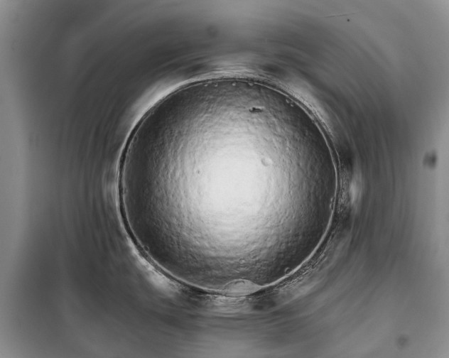 X0000098041439200804181244