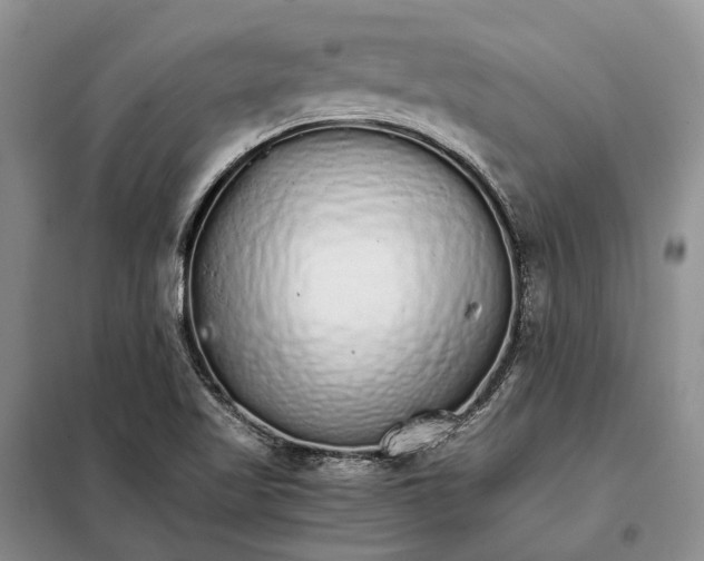 X0000098041509200804181242