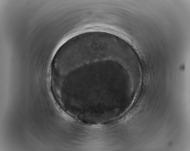 X0000098041522200804181242