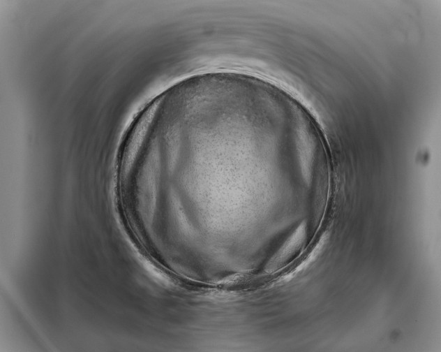 X0000098041525200804181242