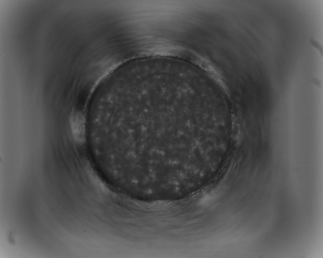 X0000098040012200804251050