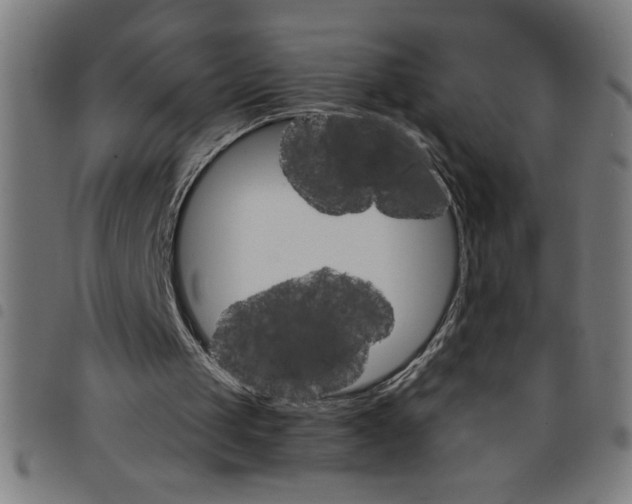 X0000098040049200804251049