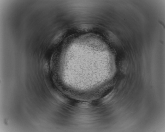 X0000098040086200804251050