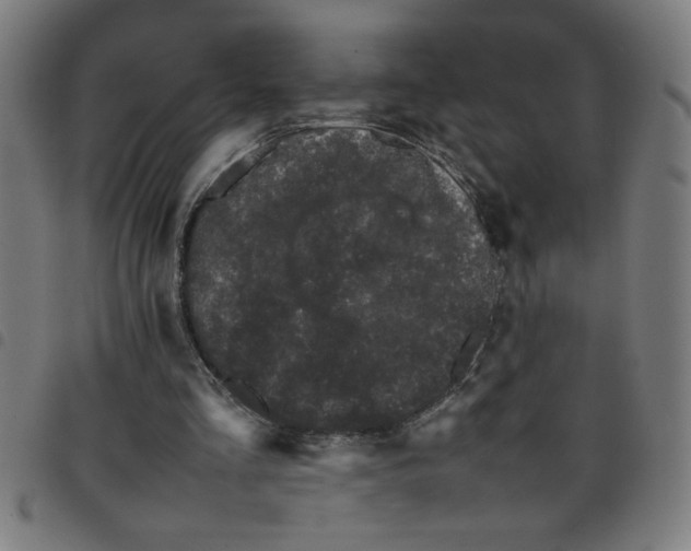 X0000098040293200804251046