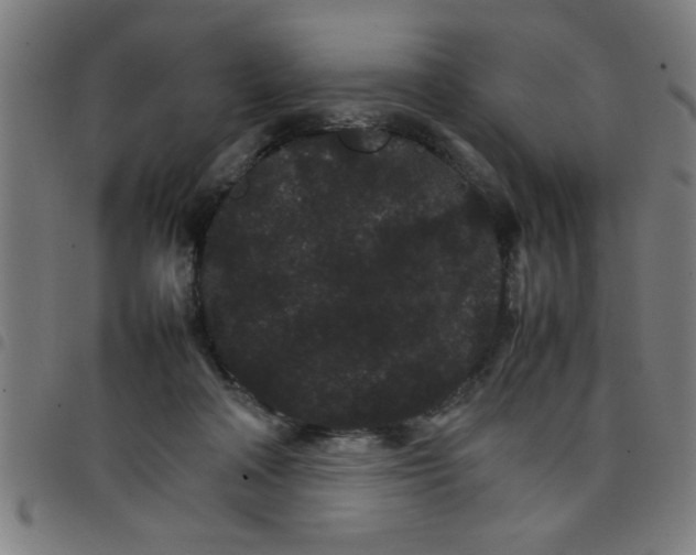 X0000098040314200804251045