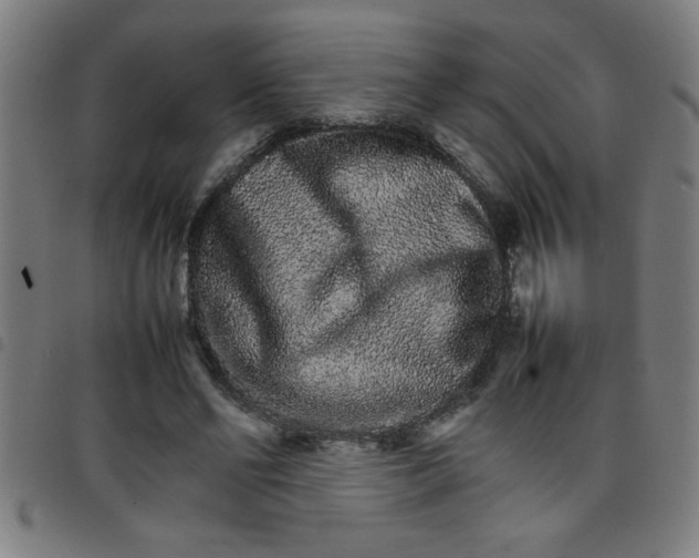 X0000098040494200804251043