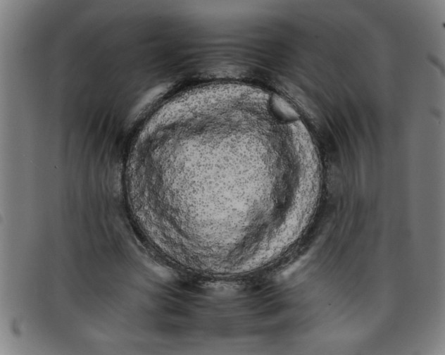 X0000098040537200804251042