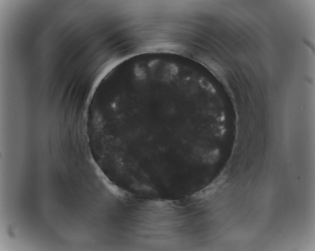 X0000098040816200804251038