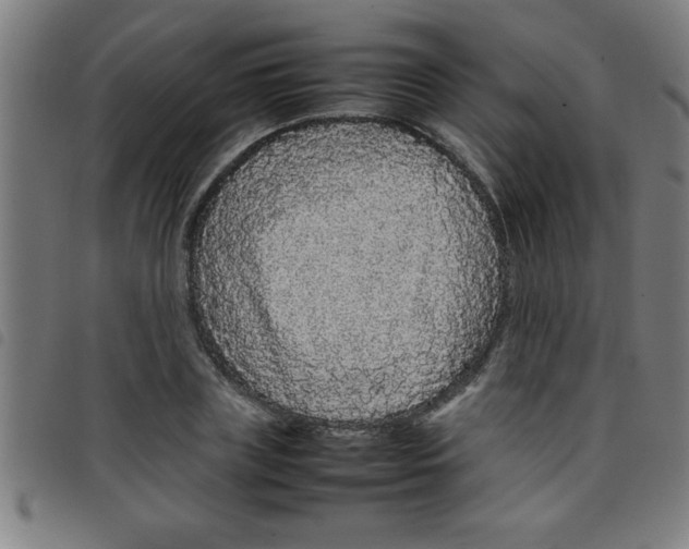 X0000098040835200804251037