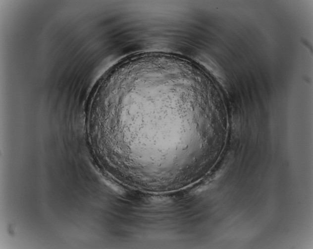 X0000098040933200804251036