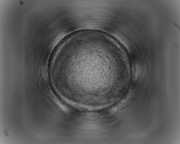 X0000098040972200804251036