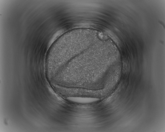 X0000098040994200804251035