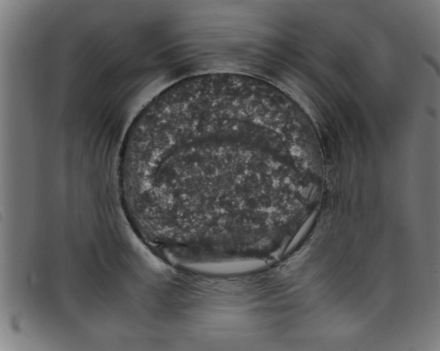 X0000098040995200804251035