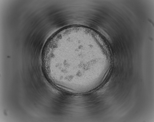 X0000098041028200804251034