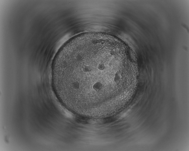 X0000098041083200804251034