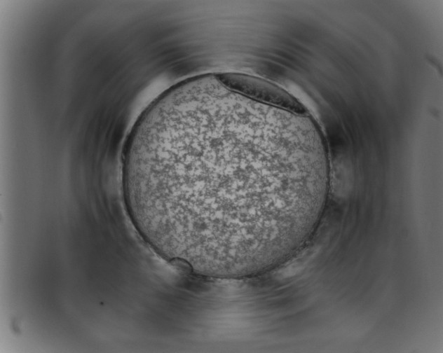 X0000098041096200804251034