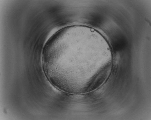 X0000098041294200804251030