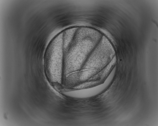 X0000098041335200804251030