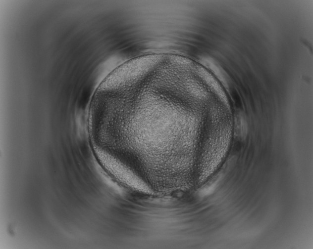 X0000098041386200804251029