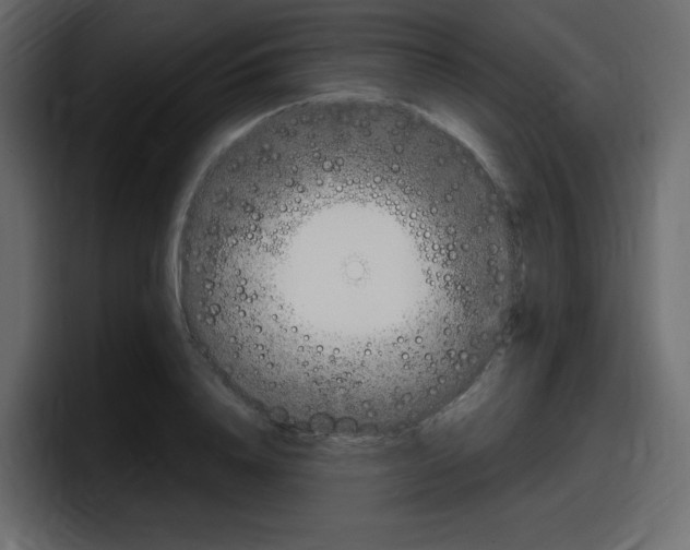 X0000098050840200803280728