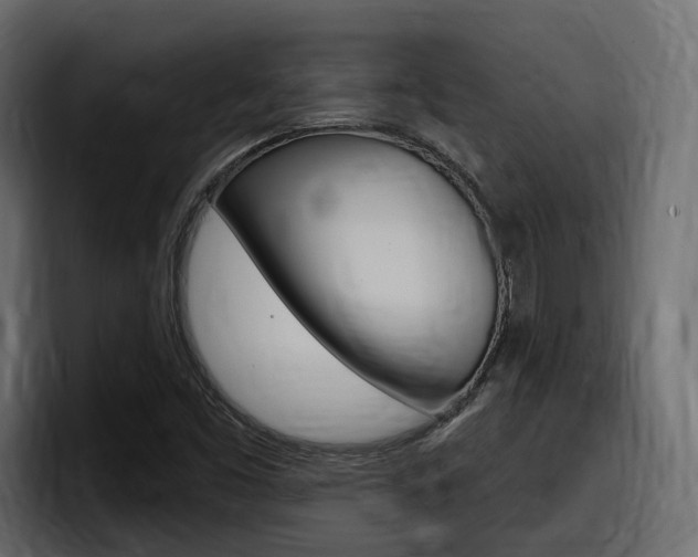 X0000098051453200803280720