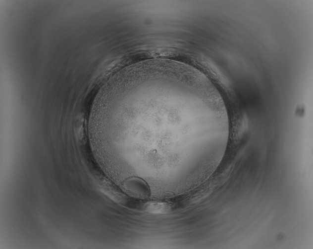 X0000098050169200803281503