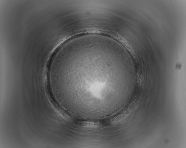 X0000098050347200803281500