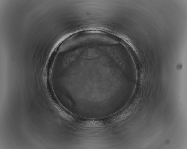 X0000098051024200803281450