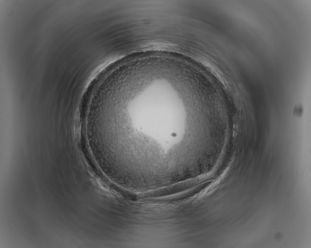 X0000098051117200803281448