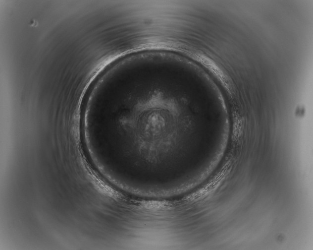 X0000098050836200804111311