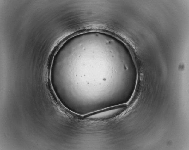 X0000098051117200804111305