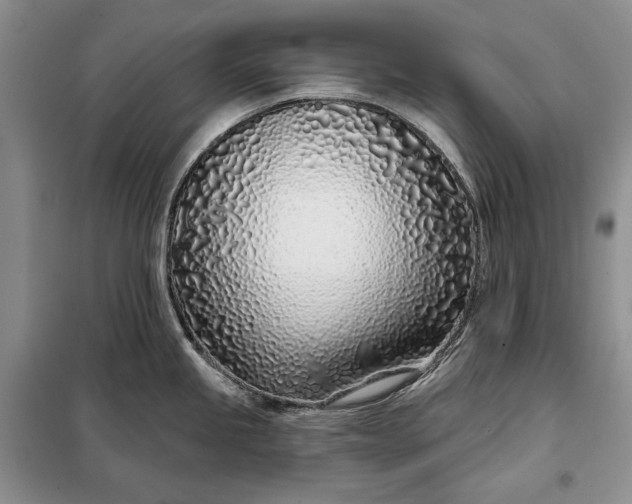 X0000098051245200804111305