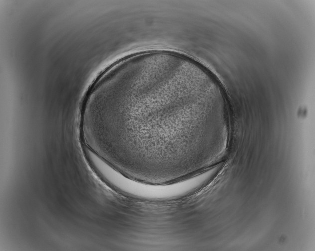 X0000098051508200804111259