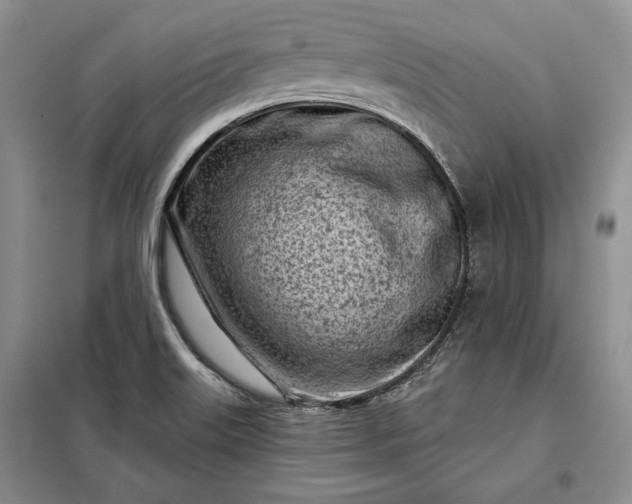 X0000098051515200804111259