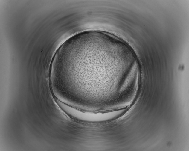 X0000098051529200804111259