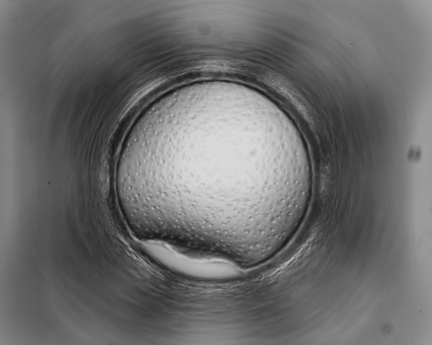 X0000098050829200804181321