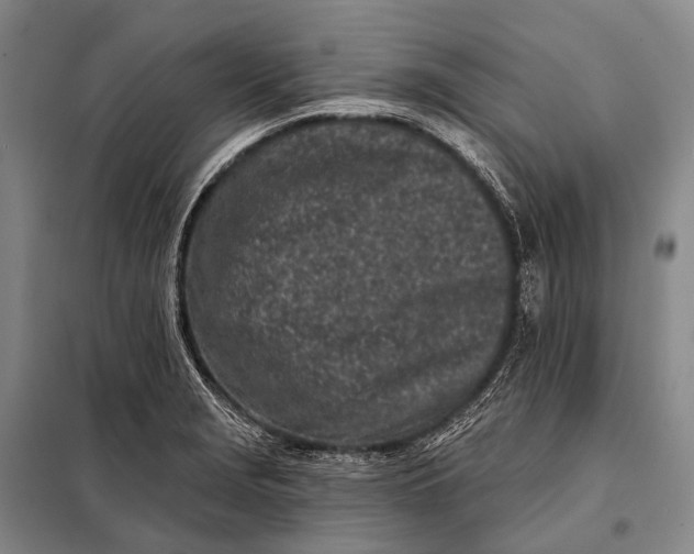 X0000098051229200804181315