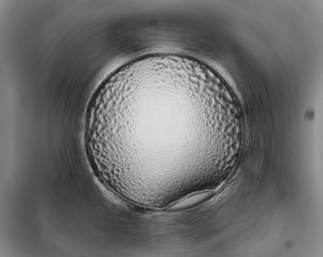 X0000098051245200804181315