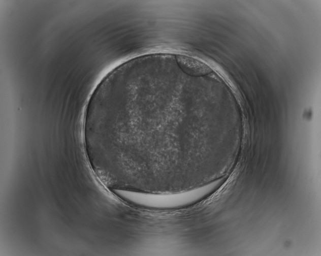 X0000098051246200804181315