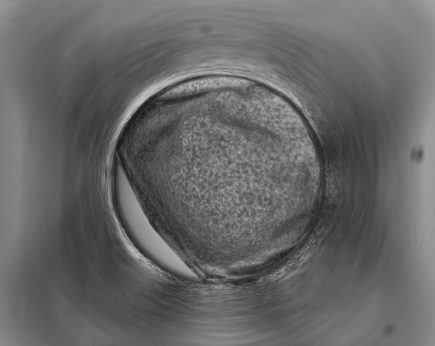 X0000098051515200804181310