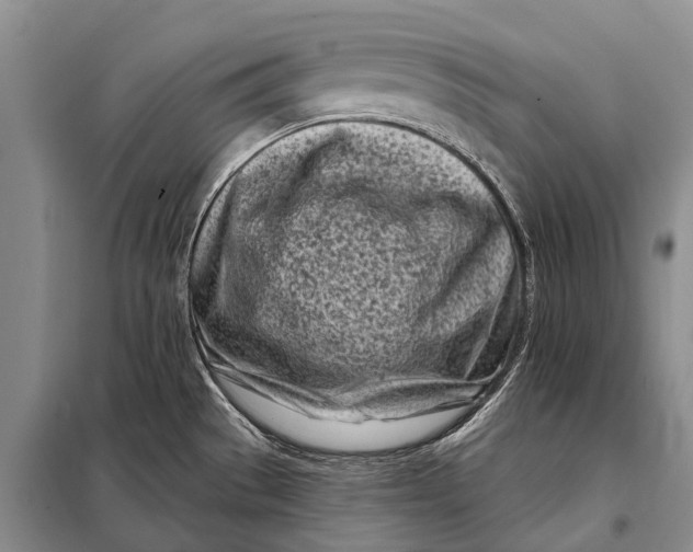 X0000098051529200804181310