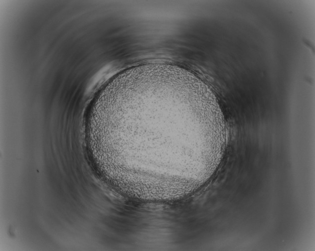 X0000098050339200804251109