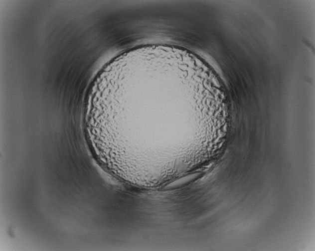 X0000098051245200804251056