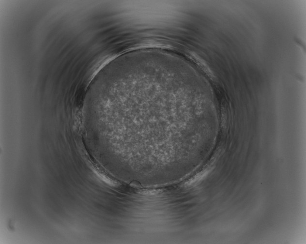 X0000098051369200804251053