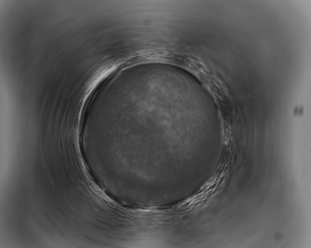 X0000098070052200804041135