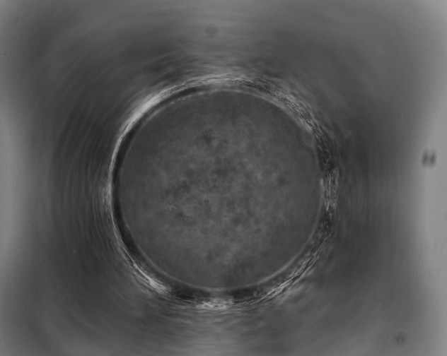 X0000098070196200804041133