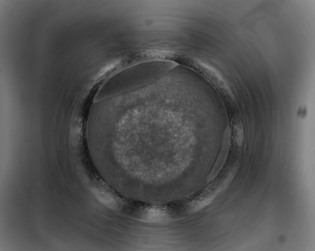 X0000098070308200804041131