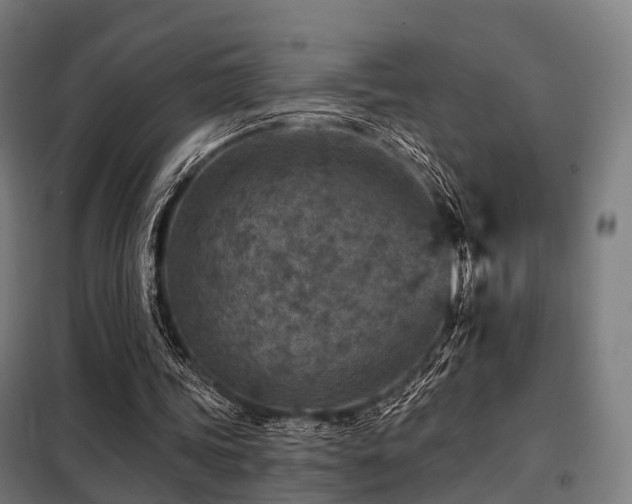 X0000098070339200804041130