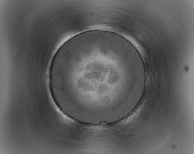 X0000098070999200804041121