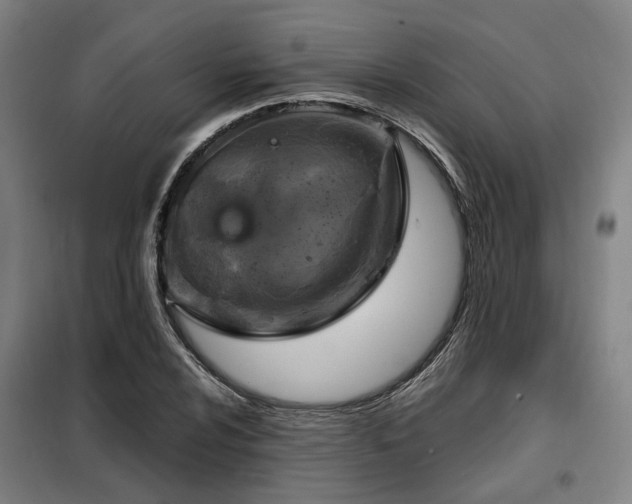 X0000098071024200804041120